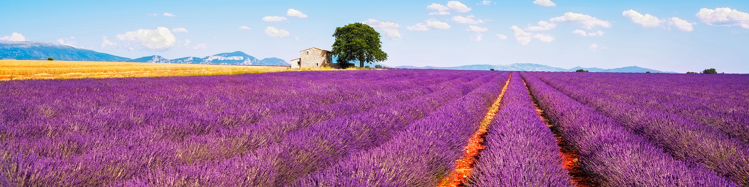 France Provence Lavender Field