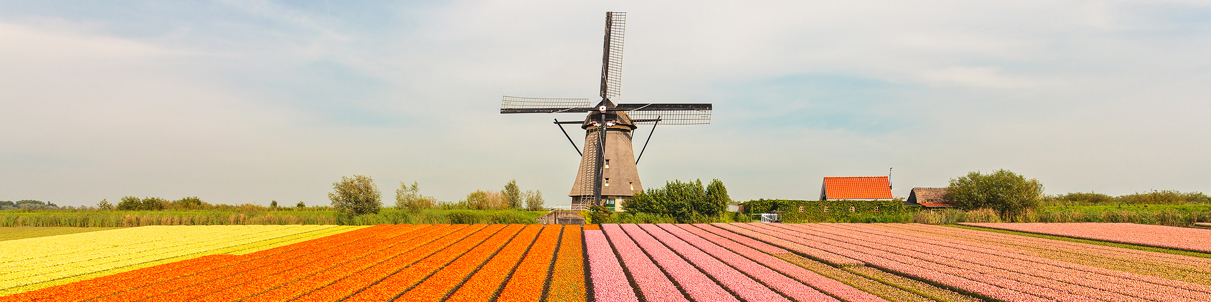 Netherlands Tulip Fileld
